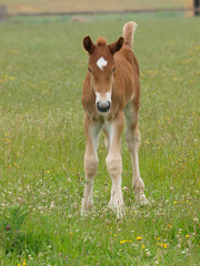 Rare Breed Suffolk Punch Foal