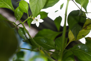 A Green Chili in the garden (edited)