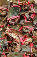 fresh raw mud crabs tied and row for sale.