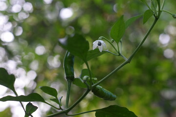 A Green Chili in the garden (Unedited)