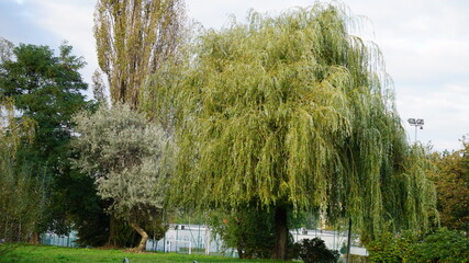 Wierzba płacząca i wierzba srebrna rosnące między innymi roślinami w parku w Żorach