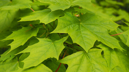 A few green maple leaves