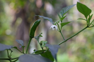 A Green Chili in the garden (Unedited)