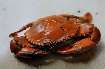 cooked mud crab (Scylla Serrata)