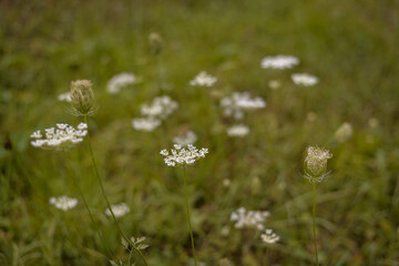 Queen Anne's lace in the green grass. Ammi major plant in spring season