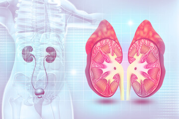 Human kidney cross section on scientific background. 3d illustration