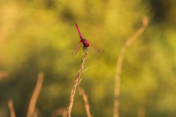 Dragonfly insect standing still on branch in summer environment nature field background.
