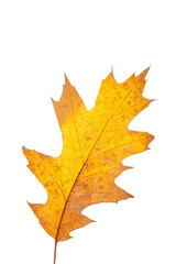 Obraz premium Bright orange autumn leaf on an isolated white background