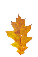 Bright orange autumn leaf on an isolated white background