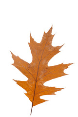 Bright orange autumn leaf on an isolated white background