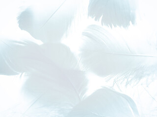 Fototapeta na wymiar Beautiful abstract soft blue feathers on white background, white feather texture on white theme, brown background, white texture wallpaper, love theme wedding, valentines day