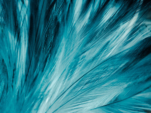 Beautiful abstract blue feathers on dark background, black feather texture on blue pattern and blue background, feather wallpaper, blue banners, love theme, valentines day, dark texture © Weerayuth