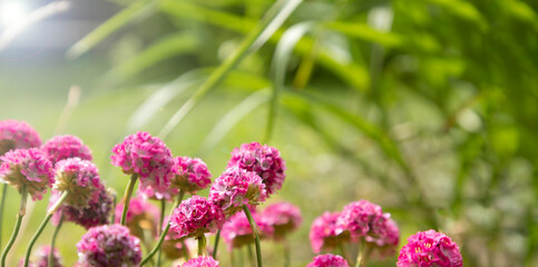 Flowering armeria flower on a blurry summer background with Selective focus. Blossoming background, banner. 