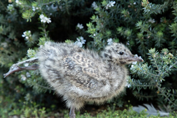 Seagull chick is standing and stretching. 