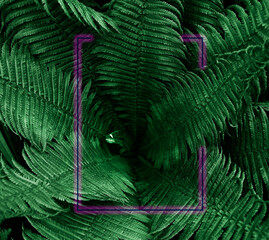 Fern leaves texture close up in a dramatic night atmosphere with neon frame.