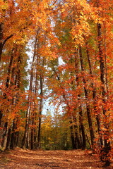 針木浄水場　オレンジ色に染まる　紅葉　（高知県　高知市）