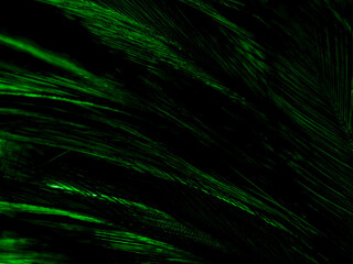 Beautiful abstract yellow and green feathers on dark background, black feather texture on dark...