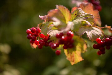 Guelder rose in summer sunlight Viburnum opulus medicinal plant in the nature