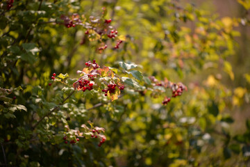 Guelder rose in summer sunlight Viburnum opulus medicinal plant in the nature