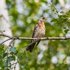 Bird Blackbird on the branch of a birch in summer