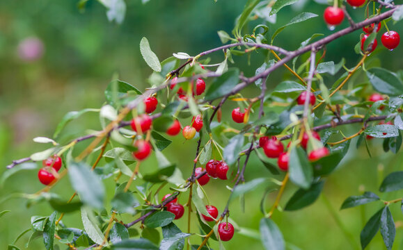 Berry cherry on a Bush