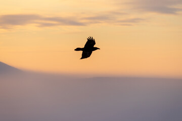 Fototapeta na wymiar A black raven in the Arctic flies against the background of the sky. Winter sunset. Wild bird in its natural habitat. Cold weather. Frosty fog over the tundra. Wildlife of Chukotka and Siberia. Russia