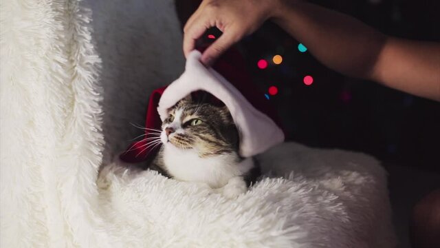 Christmas cat in Santa hat. animal and Christmas decorations. the owner strokes the cat