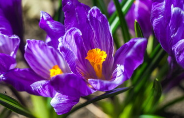 Purple crocuses in spring closeup