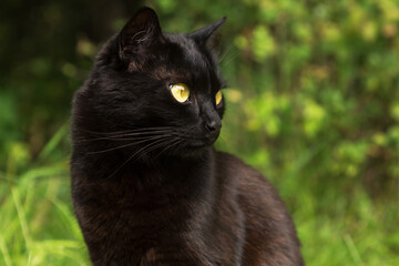 Beautiful bombay black cat portrait with yellow eyes close up in green grass in nature in spring summer garden
