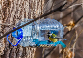 Bird tit closeup on the bird feeder from a plastic bottle in autumn city Park