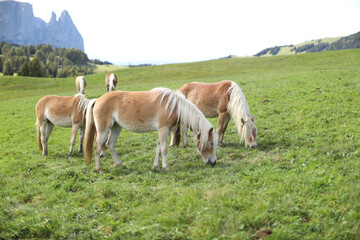 Fototapeta na wymiar beautiful horse in Italian breeding