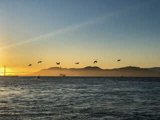 View of birds and of the bridge from San Francisco on the Pier 39