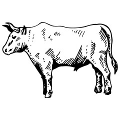 Bull, vector illustration. Hand drawing, sketch. Bull icon on a white background, isolated