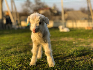 A baby goat looking at camera on a green grass in back a old village