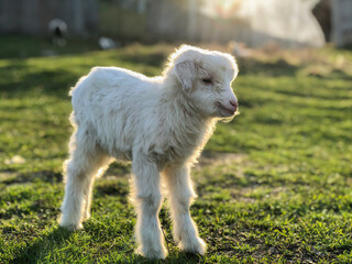 Fototapeta premium Photo of a white baby goat of two days old on green grass in back a village