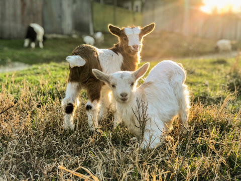 Photo of two baby goats on dry grass in back more goats
