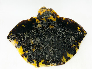 Pressed tortoise shell