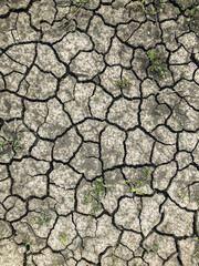 A photo of a craked dirt road with little bit green plant