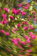 Artsy swirling motion blurred purple flowers