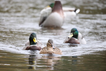 Ducks on the water