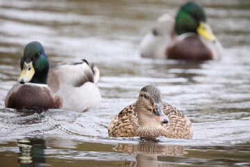 Ducks on the water