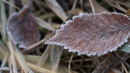 Frost on the leaf and grass