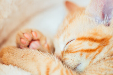 Cute little ginger kitten in the collar sleeps on white soft cat bedding