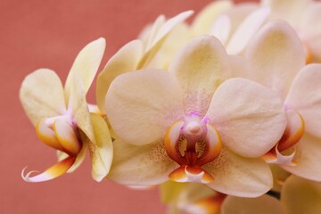 Fototapeta na wymiar Orchideen 