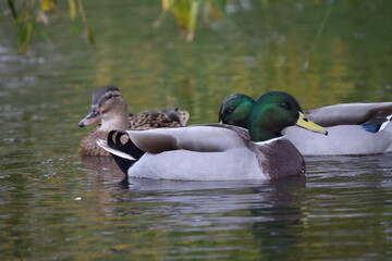 Ducks on the water