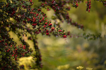 shrub of crataegus monogyna. hawthorn during ripening. natural medicinal plant