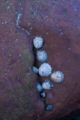 LAPA - LIMPET (Patella aspera), San Julian beach, Liendo, Cantabrian sea, Montaña Oriental...