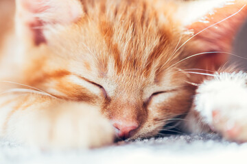 Close up of Cute little ginger kitten sleeps on carpeted floor in the sun, strong shadows