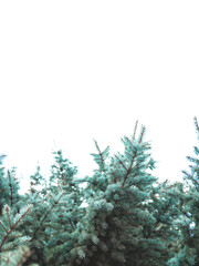 Fototapeta premium Beautiful evergreen blue spruce branches as a christmas background with a shallow focus and a copy space.