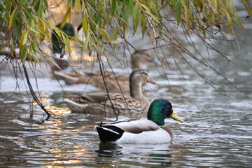 Ducks on the water